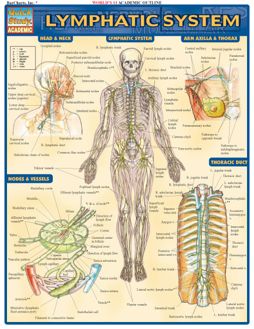 Title details for Lymphatic System by Vince Perez - Wait list